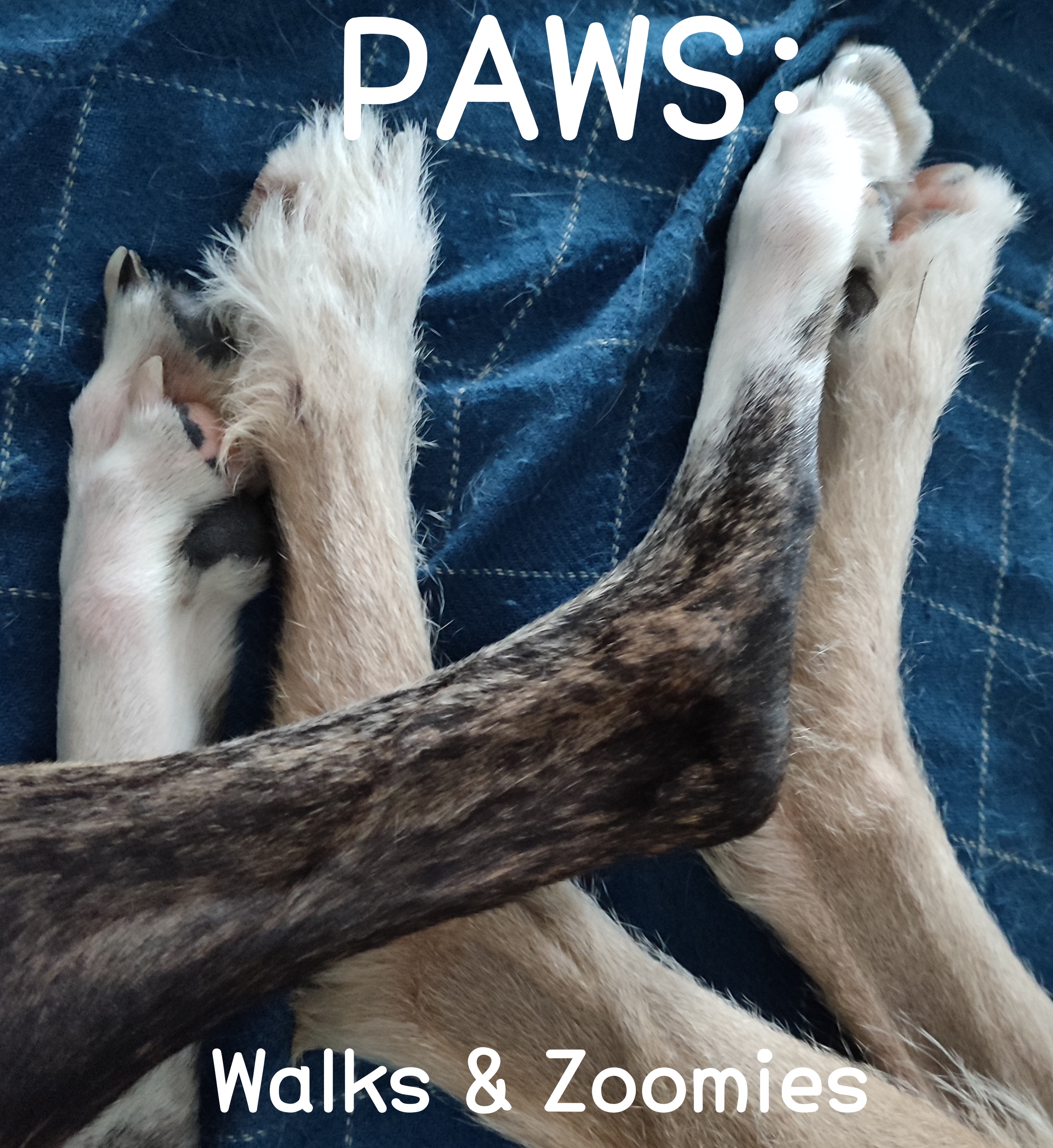 PAWS: Walks & Zoomies