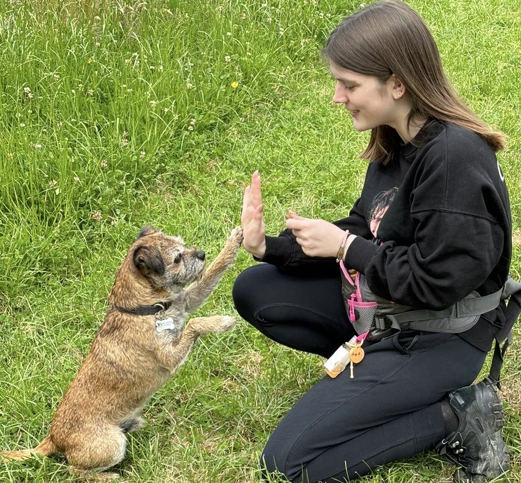 Darcie’s Dog Walking